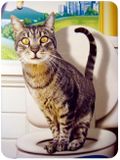 Citi Kitty - WC pro kočky