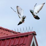 Ochranné hroty proti holubům 2 ks